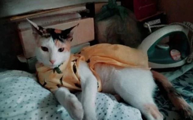 বরিশালে দায়ের কোপে বিড়ালের পা ভাঙার অভিযোগ, এক নারীর বিরুদ্ধে মামলা